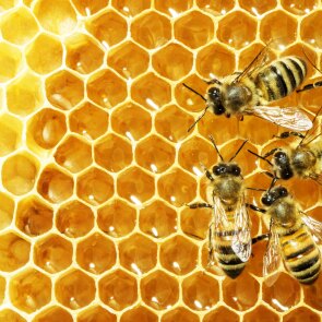 bees on honeycomb