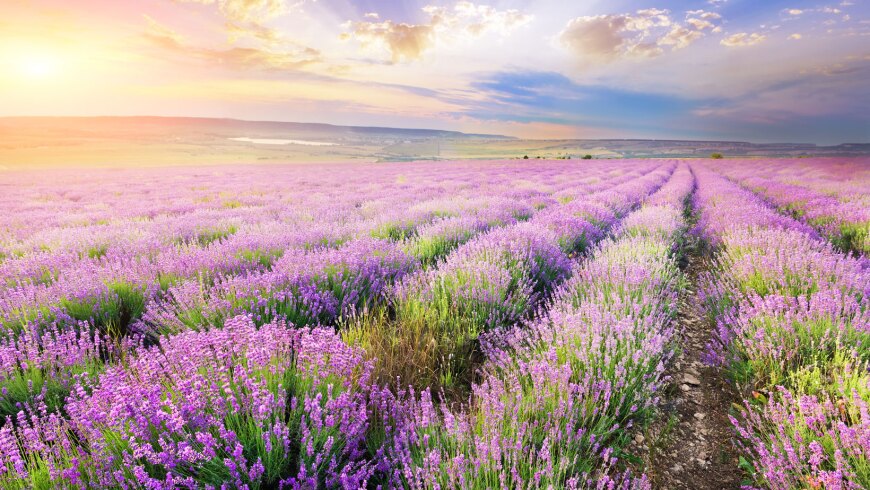 A photo of a lavender field