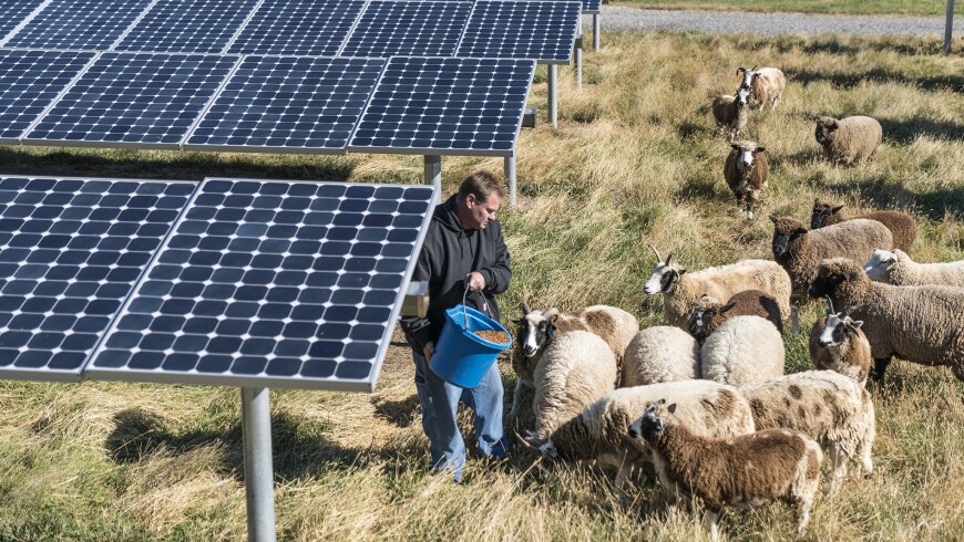 Solar Panels and Lawn Grazing Sheep at the Janssen U.S. Headquarters in Titusville, N.J.